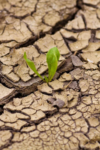 Зелена рослина, що росте з тріщин землі. Нове життя . — стокове фото