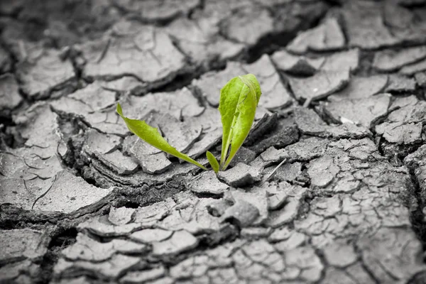 Green plant growing from cracked earth. New life. — Stock Photo, Image