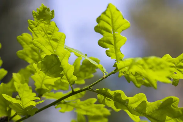 Φρέσκα φύλλα — Φωτογραφία Αρχείου