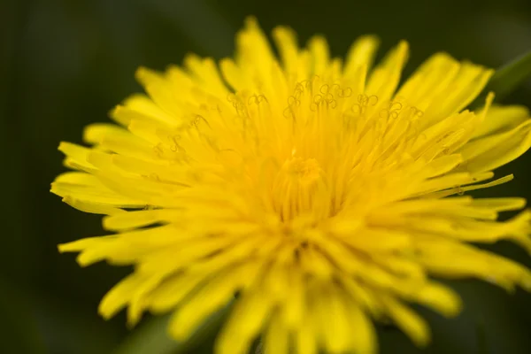 stock image Dandelion