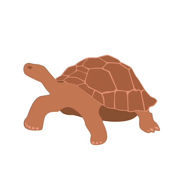 Huge brown turtle — Stock Vector