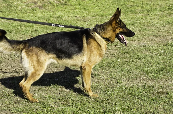 Police dog — Stock Photo, Image