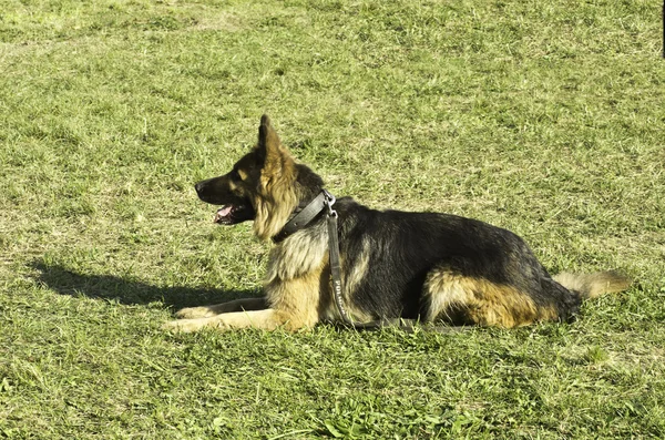 Policejní pes — Stock fotografie