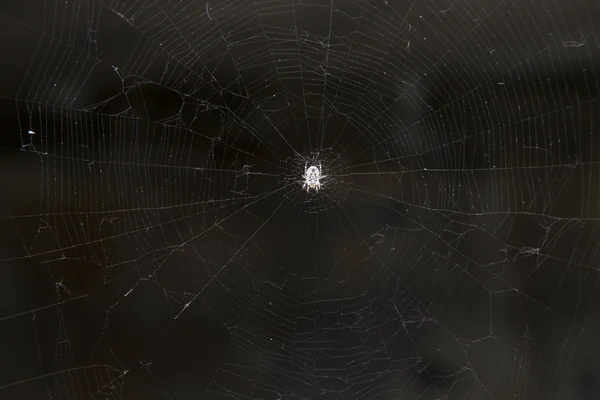 Avrupa örümcek — Stok fotoğraf