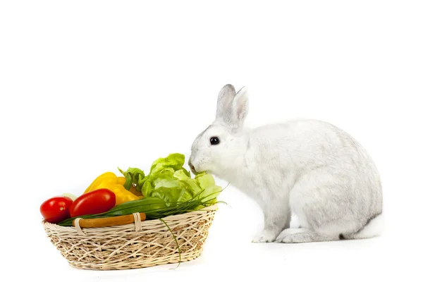 stock image Cute Rabbit with fresh vegetables