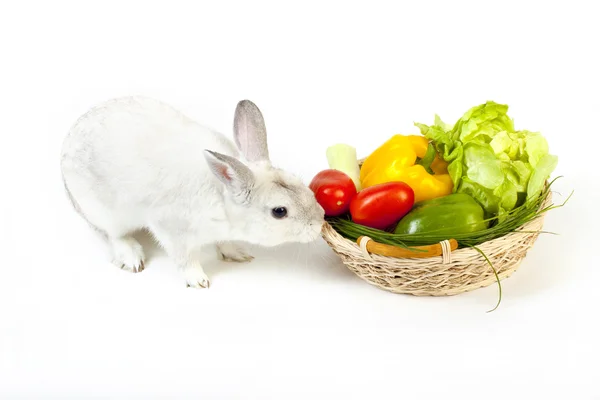 Söt kanin med färska grönsaker — Stockfoto