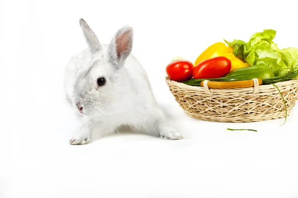 stock image Cute Rabbit with fresh vegetables