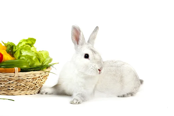 Roztomilý králík s čerstvou zeleninou — Stock fotografie