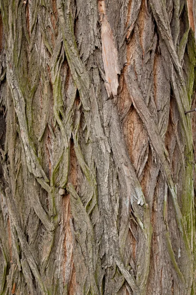 Dettaglio albero — Foto Stock