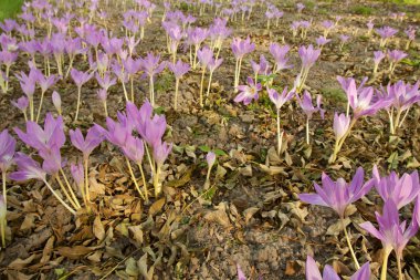 Colhicum speciosum