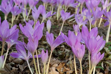 Colhicum speciosum