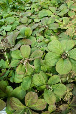 Rodgersia aesculifolia