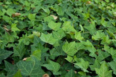 Hedera helix sarmaşık