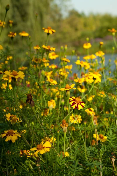 stock image Yellow flowers