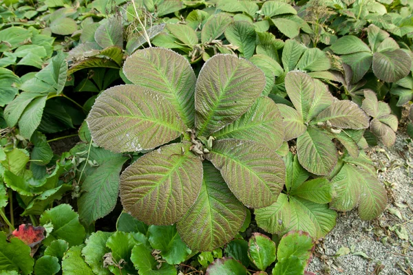 Rodgersia aesculifolia — Fotografia de Stock