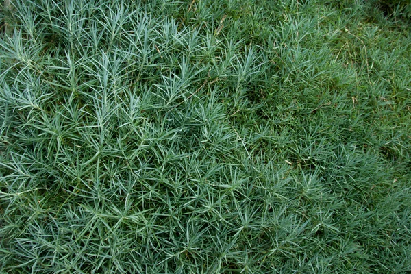 Dianthus gratianopolitanus — Stockfoto