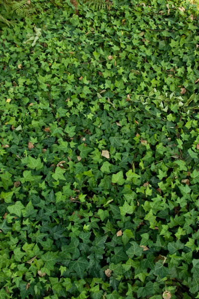 Hedera helix ivy — Stockfoto