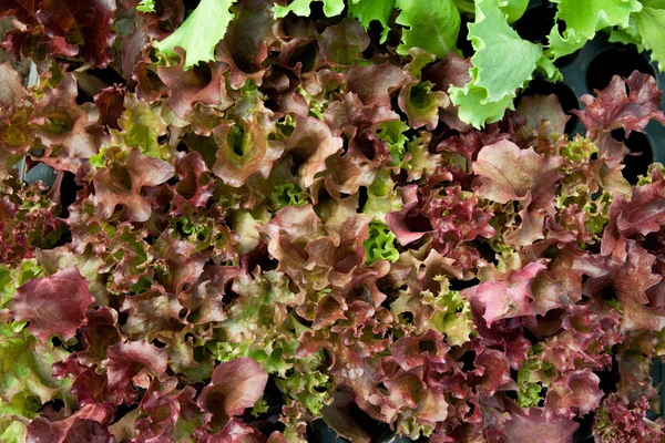 Red salad — Stock Photo, Image