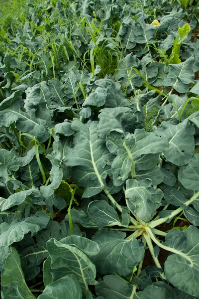 stock image Cauliflower