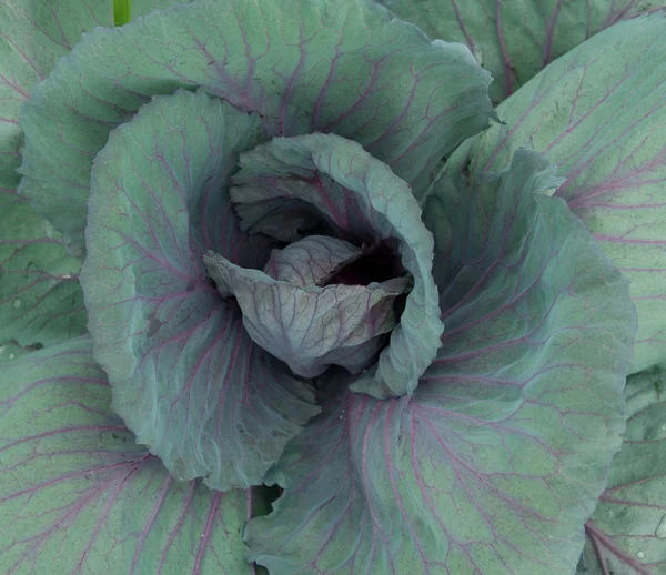 stock image Cabbage