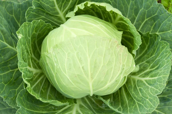 Cabbage — Stock Photo, Image