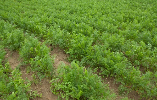 stock image Carrots