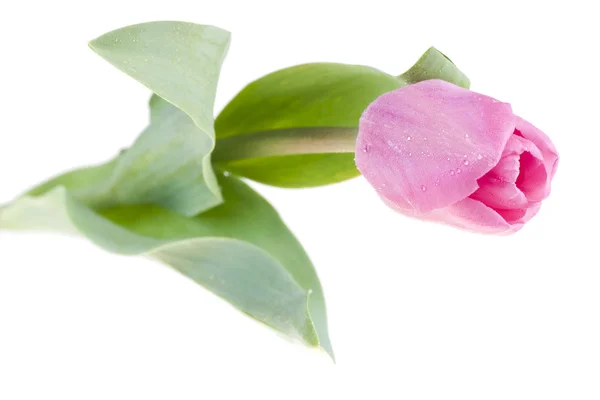 Tulipa rosa fresca — Fotografia de Stock