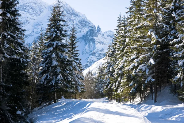 Bosque de Tatras de Montaña en el paisaje invernal — Foto de Stock