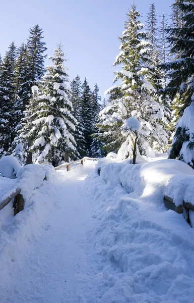 Bosque de pino de montaña en invierno —  Fotos de Stock