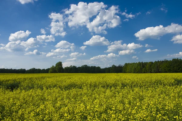 Blooming canola field — Stock Photo, Image