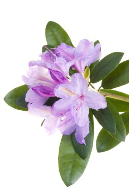 Pink rhododendron, azalea clipart