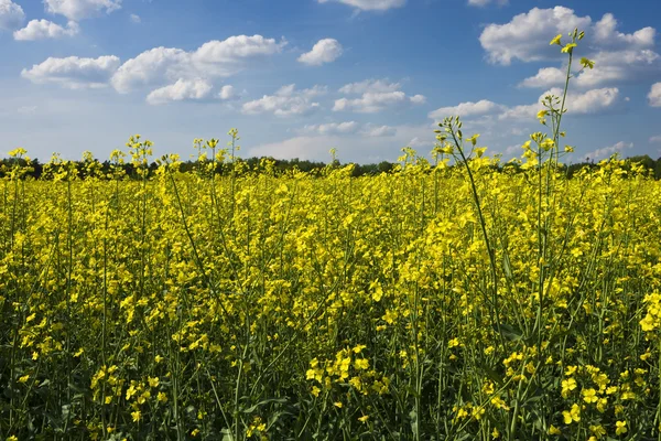 Stock image Blooming canola field