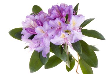 Pink rhododendron, azalea clipart