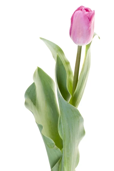 Pink fresh tulip — Stock Photo, Image