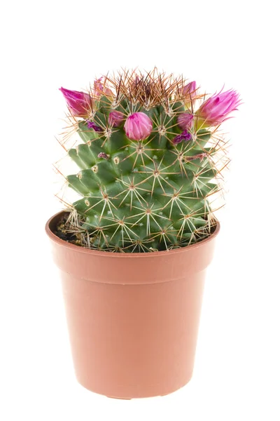 Beautiful flowers of cactus in a pot — Stock Photo, Image