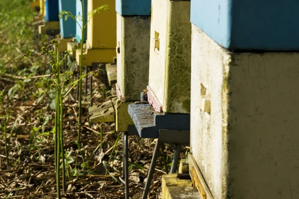 Bienenstock aus nächster Nähe — Stockfoto