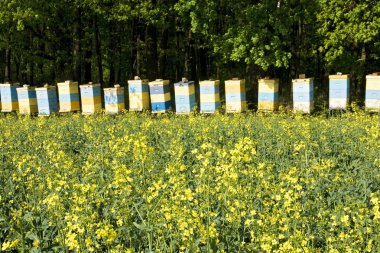 Bee hives among a blooming rape field clipart