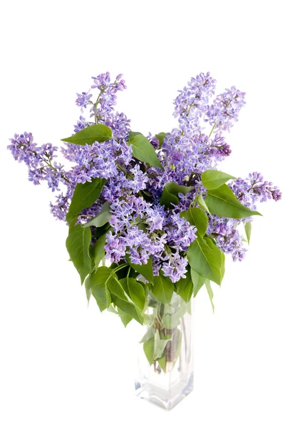 Lila bloemen in vaas — Stockfoto