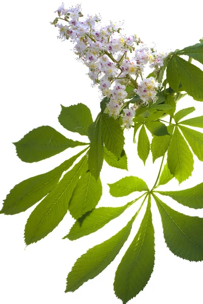 Flor de castanha com folhas no fundo branco — Fotografia de Stock