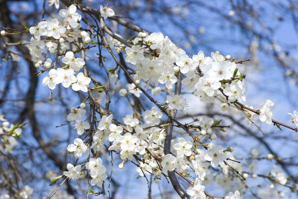 stock image White apple blossoms blooming in the spring