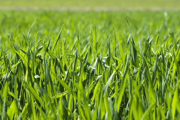 Зелене лезо трави навесні крупним планом — стокове фото