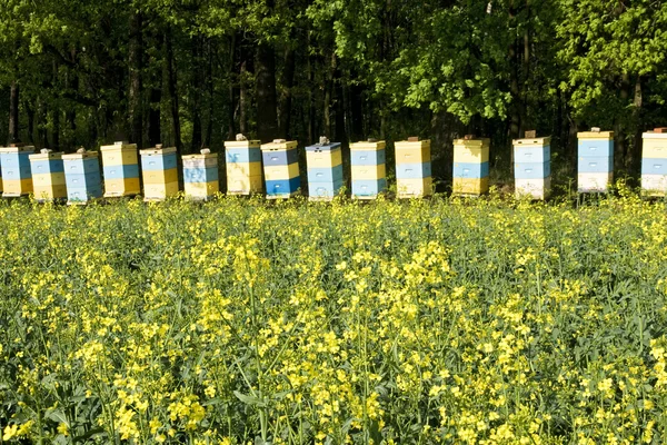 stock image Bee hives among a blooming rape field