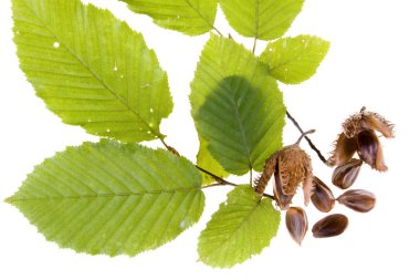 Beech nuts and leaves on white background clipart