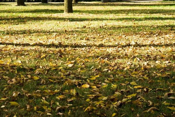 stock image Autumn colors