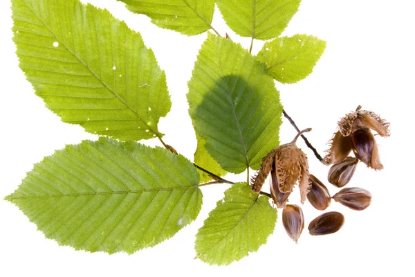 Beech nuts and leaves on white background — Stock Photo, Image