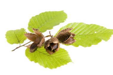 Beech nuts and leaves on white background clipart