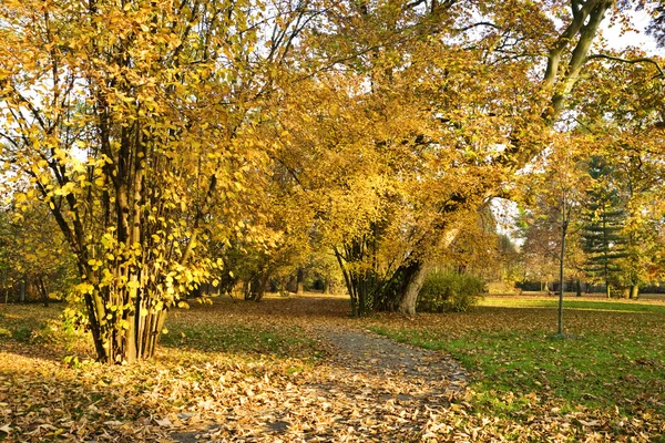 Stock image Autumn colors