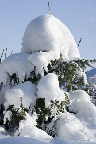 Mały świerk pokryte śniegiem — Zdjęcie stockowe