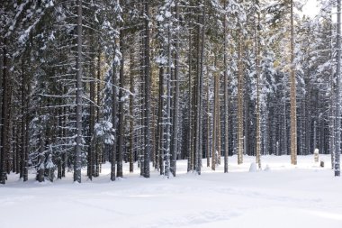 Mountain pine forest in winter clipart