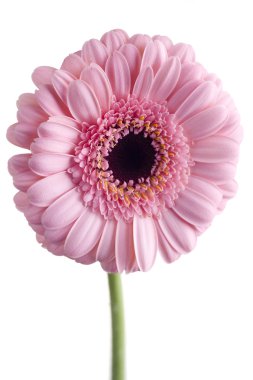 pembe gerbera yakın çekim